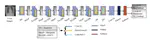 Diagnosis of COVID-19 using chest X-ray images based on modified DarkCovidNet model.